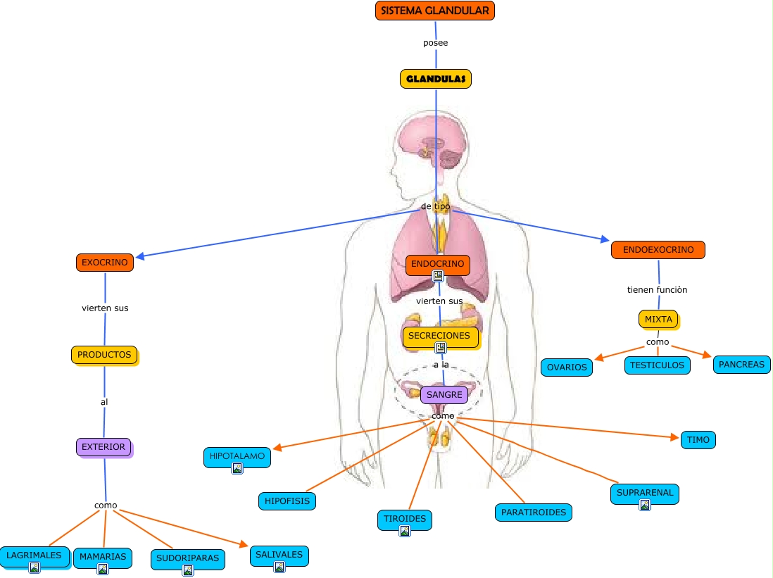 SISTEMA GLANDULAR